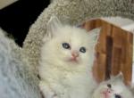 Saphires New Litter - Ragdoll Cat For Sale - Los Angeles, CA, US