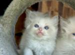 Lexi - Ragdoll Cat For Sale - Los Angeles, CA, US