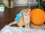 Filip - British Shorthair Cat For Sale - New York, NY, US