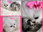 Reserved Rose Petit Teacup Shaded Silver Chinc - Persian Cat For Sale - Tampa, FL, US