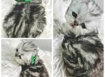 Ruben Petit Reserved - Persian Kitten For Sale - Tampa, FL, US