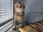 Scottish kitten Viola - Scottish Fold Cat For Sale - Nicholasville, KY, US