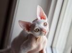 Flash - Devon Rex Kitten For Sale - Montreal, Quebec, CA
