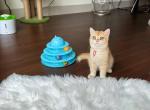 Filip - British Shorthair Cat For Sale - Gaithersburg, MD, US