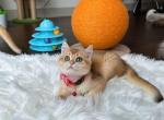 Kiwi - British Shorthair Cat For Sale - Gaithersburg, MD, US