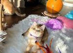 Niko - British Shorthair Cat For Sale - Gaithersburg, MD, US