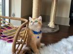 Lucky - British Shorthair Cat For Sale - Gaithersburg, MD, US