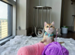 Dior - British Shorthair Cat For Sale - Gaithersburg, MD, US