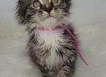 Astrid - Maine Coon Kitten For Sale - Braham, MN, US