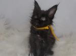 Jiji - Maine Coon Cat For Sale - Braham, MN, US