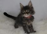 Hank - Maine Coon Cat For Sale - Braham, MN, US