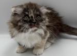 Barbie - Munchkin Cat For Sale - Ava, MO, US