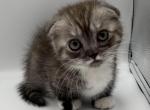 Tommy - Munchkin Cat For Sale - Ava, MO, US