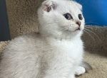 Chinchilla kitty - Scottish Fold Kitten For Sale - Renton, WA, US