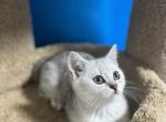 Kitty 1 - Scottish Straight Cat For Sale - Renton, WA, US