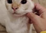 Sammy - Munchkin Cat For Sale/Retired Breeding - 