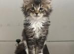 loki - Maine Coon Cat For Sale - San Antonio, TX, US