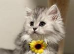 Female long haired Scottish - Scottish Fold Cat For Sale - Tukwila, WA, US