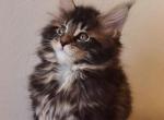 A'Big Dipper - Maine Coon Cat For Sale - Brooklyn, NY, US