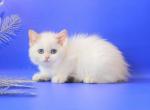 Ariel - British Shorthair Cat For Sale - Brooklyn, NY, US