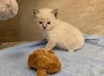 Merlin - Ragdoll Kitten For Sale - Freeburg, PA, US