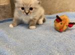 Duke - Ragdoll Kitten For Sale - Freeburg, PA, US