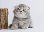 Jammer - Munchkin Cat For Sale - Hollywood, FL, US