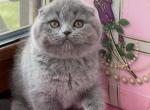 Michelle - Scottish Fold Cat For Sale - Hollywood, FL, US