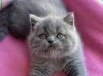 Martin - Scottish Straight Cat For Sale - Norwalk, CT, US