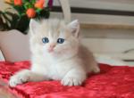 Peny - British Shorthair Cat For Sale - Miami, FL, US