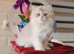 Ruvim - British Shorthair Cat For Sale - Miami, FL, US