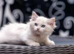 Mishel - Ragdoll Cat For Sale - Norwalk, CT, US