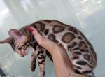 Kristopher - Bengal Cat For Sale - Norwalk, CT, US