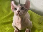 Sir Porshe - Sphynx Cat For Sale - Norwalk, CT, US