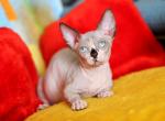 Gardon - Sphynx Cat For Sale - Norwalk, CT, US