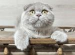 Vovchik - Scottish Fold Cat For Sale - Hollywood, FL, US