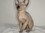 Seal point male - Sphynx Cat For Sale - Fontana, CA, US