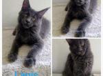 Lapis - Maine Coon Cat For Sale - Tonasket, WA, US