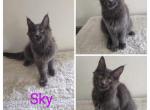 Sky - Maine Coon Cat For Sale - Tonasket, WA, US