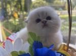 White Scottish fold - Scottish Fold Kitten For Sale - Dallas, TX, US