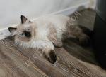 Seal Point Ragdoll Boy TICA - Ragdoll Cat For Sale - Daytona Beach, FL, US