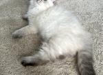 Cookie - Siberian Cat For Sale - Bonita Springs, FL, US