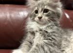 Silver tabby and white female maine coon - Maine Coon Cat For Sale - Marshalltown, IA, US