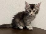 emo - Maine Coon Cat For Sale - San Antonio, TX, US