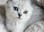 Scottish fold adorable boy - Scottish Fold Cat For Sale - Lincoln, NE, US