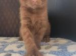 Chocolate cinnamon - Highlander Kitten For Sale - Monroe, MI, US