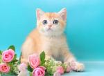 Afina - British Shorthair Cat For Sale - Brooklyn, NY, US