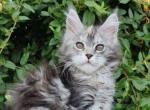 Quentina - Maine Coon Cat For Sale - Brooklyn, NY, US