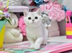 Mark - British Shorthair Cat For Sale - Brooklyn, NY, US