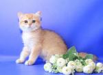 Clara - British Shorthair Cat For Sale - Brooklyn, NY, US